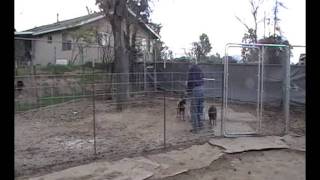 11weekold German Shepherd Kita works goats in small pen [upl. by Laban]