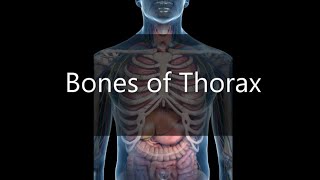 RibsVertebraeSternum Bones of Thorax  OSPE  Viva Gross Anatomy [upl. by Oiznun186]