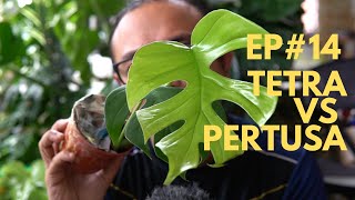 EP14 Tetrasperma vs Pertusa  Malaysia [upl. by Ativet]