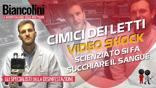 📌Cimici dei letti video shock lo scienziato si fa succhiare il sangue dagli insetti vampiro📌 [upl. by Adnesor]