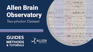 Allen Brain Observatory TwoPhoton Dataset  Tutorial [upl. by Denni]