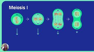 Mitosis and Meiosis Review [upl. by Dody]