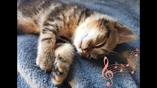 Musique douce et relaxante pour endormir un chat berceuse avec ronronnement  3 Heures 💖 ♬ ♬ [upl. by Bertolde]