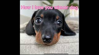 Wiener dog song lyrics dashound [upl. by Etteloc]