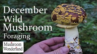 December Wild Mushroom Foraging 2023 [upl. by Anialahs]