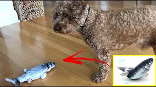 Poodle Dog REACTION TO CAT TOY Floppy Fish [upl. by Juanne312]