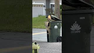 Hey Is it trash day already racoons [upl. by Ajar912]