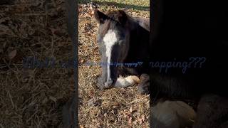 What’s cuter than 1 horse napping horse cute equinelife equestrian [upl. by Acinna]