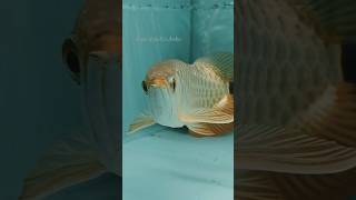 Premium Quality Blue base cross back Golden Arowana arowanatank arowanalovers [upl. by Stargell]