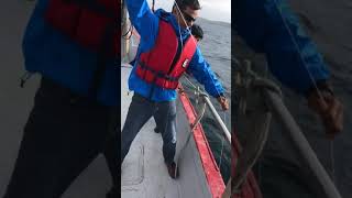 COD Fishing in Atlantic Ocean Newfoundland Canada [upl. by Nho]