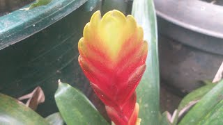 Bromeliad Vriesea plant with flaming sword flower [upl. by Buehrer]