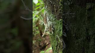 Wax  tailed Planthoppers [upl. by Sallyann]