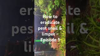 How to eradicate pest snail amp limpets  Episode 1 [upl. by Alesig]