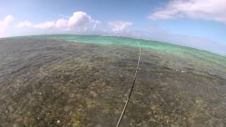 Anegada Bonefish [upl. by Zillah902]