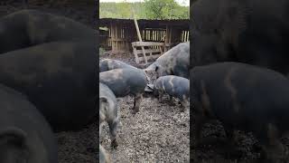 The little piglets are growing like weeds They are about 25 months old now 🐷😍 [upl. by Nnylyam]