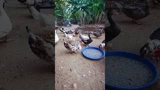 Muscovy duck duck duckbill lovelyduck swan meeting swans animals animalworld chicken [upl. by Sikko438]