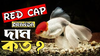 Red cap oranda goldfish মাছের দাম কত  Red cap oranda goldfish price in Bangladesh amp India [upl. by Jen116]