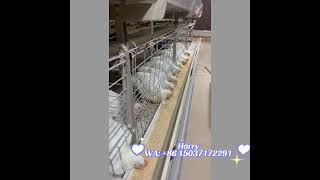 33456 BROILERS FARM IN GHANA [upl. by Anairt]