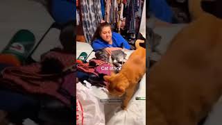 Cat’s favorite toy funnyshorts cat pets [upl. by Nevada]