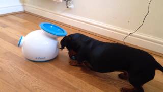 Miniature Dachshund playing fetch with automatic ball launcher [upl. by Mace]