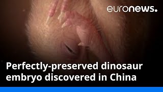 Perfectlypreserved dinosaur embryo discovered in China [upl. by Siravrat]