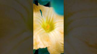 Hand Pollinating your Butternut Squash smallspacegardening [upl. by Nivets]