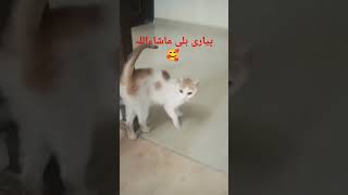 🥰میری پیاری بلی 🥰🥰explore viralshort [upl. by Gerstein]