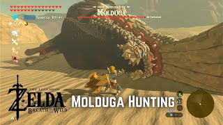 Molduga Hunting  The Legend of Zelda Breath of the Wild Master Mode [upl. by Magulac195]