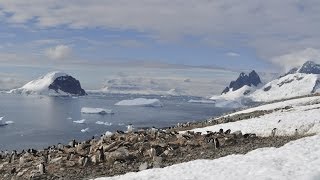 Antarctica the frozen kingdom Antarctic Wildlife Documentary [upl. by Eniamaj]