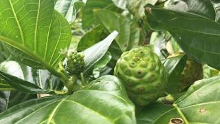 The Polynesian Noni plant history and medicinal qualities [upl. by Nwahsit]