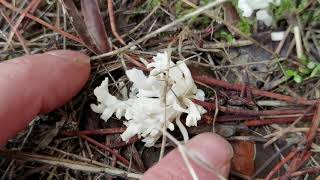 Parece una Ramaria pero no lo es Clavulina cristata y sus diferencias con Clavulina rugosa [upl. by Anez]