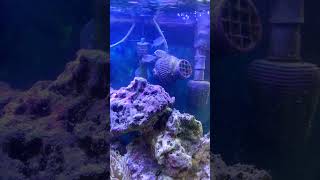 Acclimating my 3 new chromis PART 1 shorts [upl. by Marguerie]