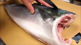 How To Fillet a Whole Hamachi  How To Make Sushi Series [upl. by Trebron]