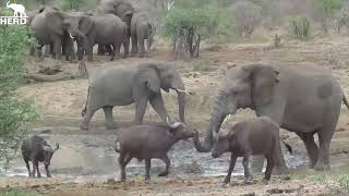 The Amazing Moment Elephant Bull Jabulani Chases Away a Huge Herd of Buffalo [upl. by Jary]