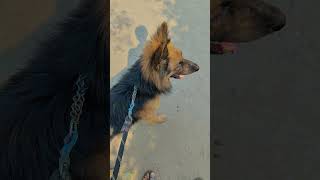 point jerman Shepard needforspeed point jermanshepherd ytshortsindia doglover trending reels [upl. by Nydroj185]