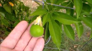 Passion Fruit Plant MayPop Fruit Passiflora incarnata [upl. by Cowley10]