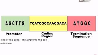 Gene modification [upl. by Eeryk]