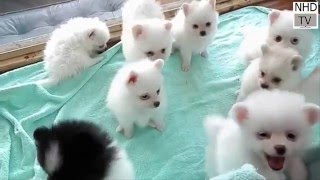 Cutes dogs  Cutest dog in the world  Cute dogs clips 2016 [upl. by Hewe]