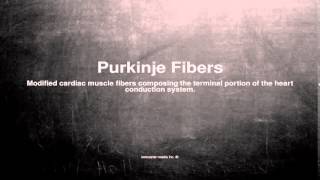 Medical vocabulary What does Purkinje Fibers mean [upl. by Sammer]