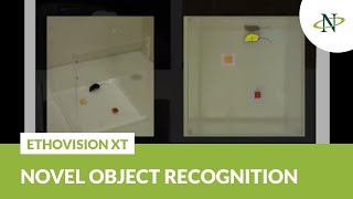 EthoVision XT  The novel object recognition test [upl. by Erdried]