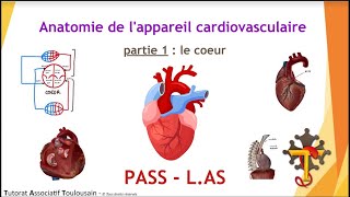 Anatomie de lappareil cardiovasculaire  partie 1  Le Cœur  Tutorat Associatif Toulousain [upl. by Asenab]