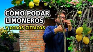 Cómo PODAR LIMONERO y otros Cítricos Paso a Paso y Cuidados para no equivocarse [upl. by Atsirt373]