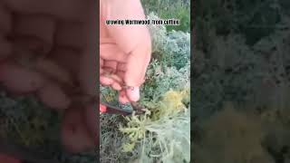 زراعة الشيبة أو الشويلاء من العقلgrowing Wormwood from cutting [upl. by Lay]