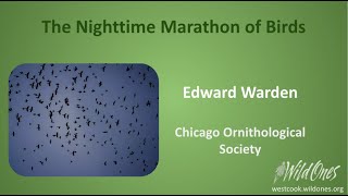 The Nighttime Marathon of Birds Learn about night migrating birds and how you can help them [upl. by Nyrraf]