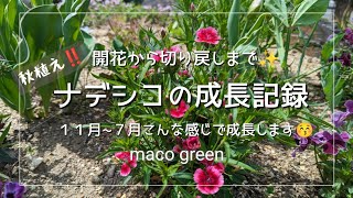 【成長記録＆切り戻し】秋植え ナデシコの切り戻し冬から初夏のまでの成長 [upl. by Aisayn]