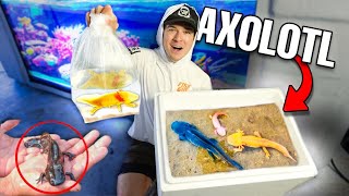 BUYING AXOLOTL OFF THE WEB For My Aquarium i got scammed [upl. by Manson490]