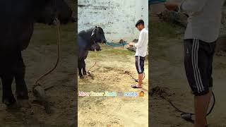 New Racer Jhota 🐃 Buffalo bull viralvideo farmers dairyfarm farmerprotest farmer khetibadi [upl. by Nisa]