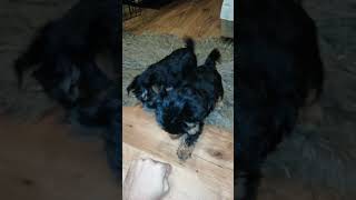 Yorkshire Terrier puppies are almost 2 months old [upl. by Rasmussen959]