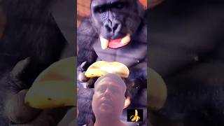 gorilla eating banana funny video silverbackgorilla shorts [upl. by Lletram]