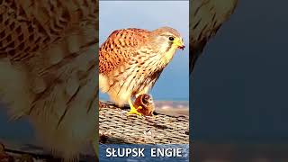 Pustułka Słupsk birds kestrel [upl. by Ylime]